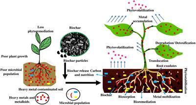 Influences of Biochar on Bioremediation/Phytoremediation Potential of Metal-Contaminated Soils